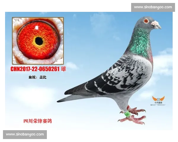 聚焦安捷信鸽比赛见证速度与血统巅峰对决引领赛鸽新时代荣耀征程